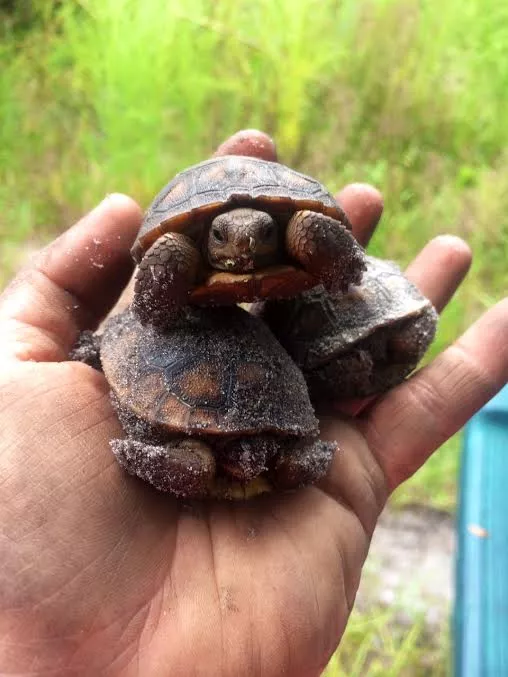 torts.jpg