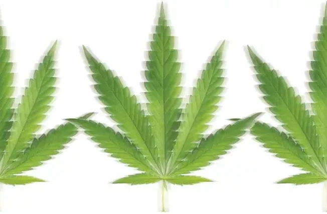 Marijuana medical paper research