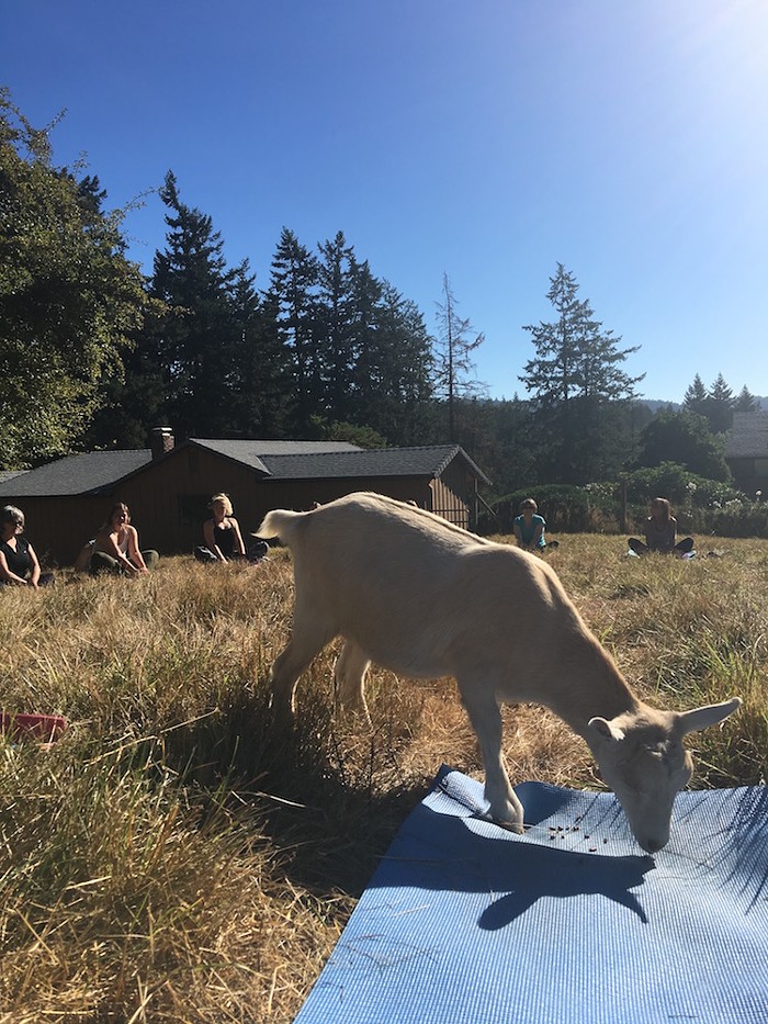 goat_Big_Heart_Farm2.jpg