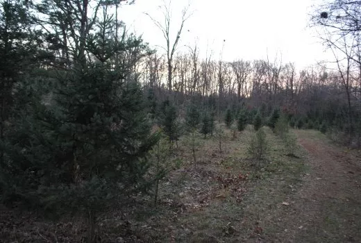 ralph linder st louis christmas tree farmer news blog ralph linder st louis christmas tree farmer news blog