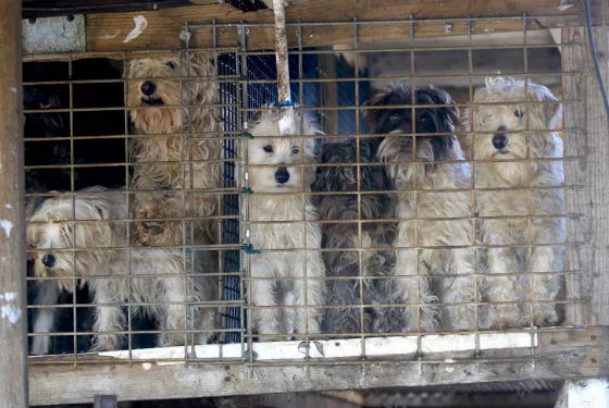 puppy mills in missouri photos animal cruelty in missouri and rescues from abuse news st louis news puppy mills in missouri photos animal cruelty in missouri and rescues from abuse news st louis news