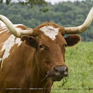 Report: Cattle Rustlin' Is on the Rise