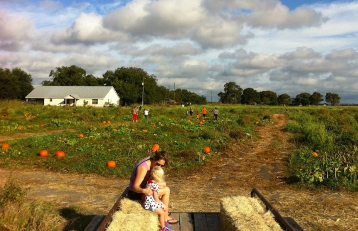 San Antonio Corn Mazes And Pumpkin Patches To Get You In The Mood 63180