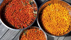 Vermont Farms Grow Some Surprising Fruits