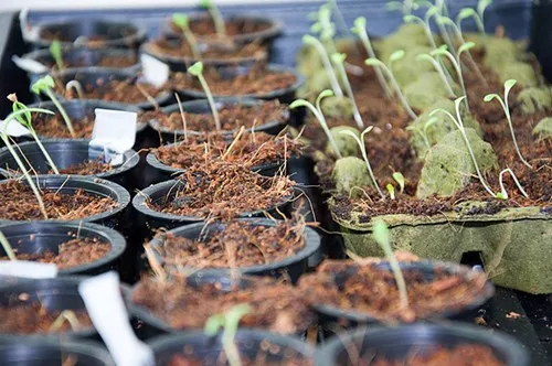 A photo from Volcano Veggies first seeds this spring. A photo from Volcano Veggies first seeds this spring.