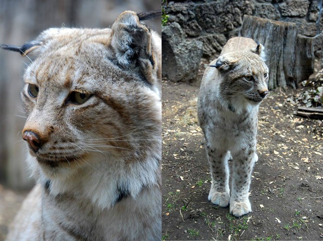 High Desert Museum's Lynx Dies After a Long Life