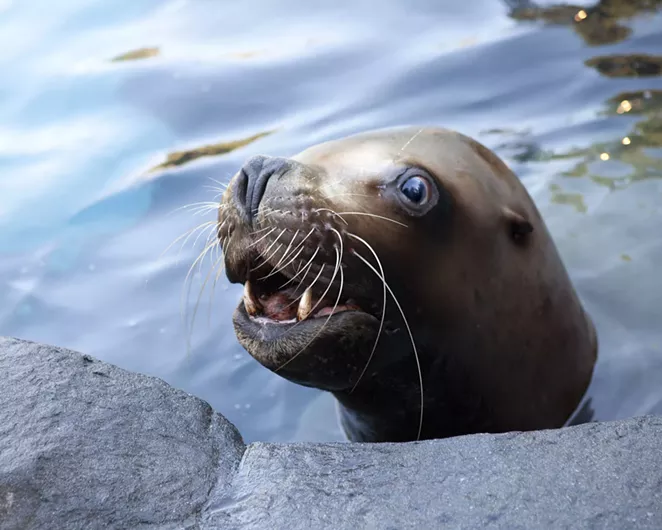 THE OREGON ZOO
