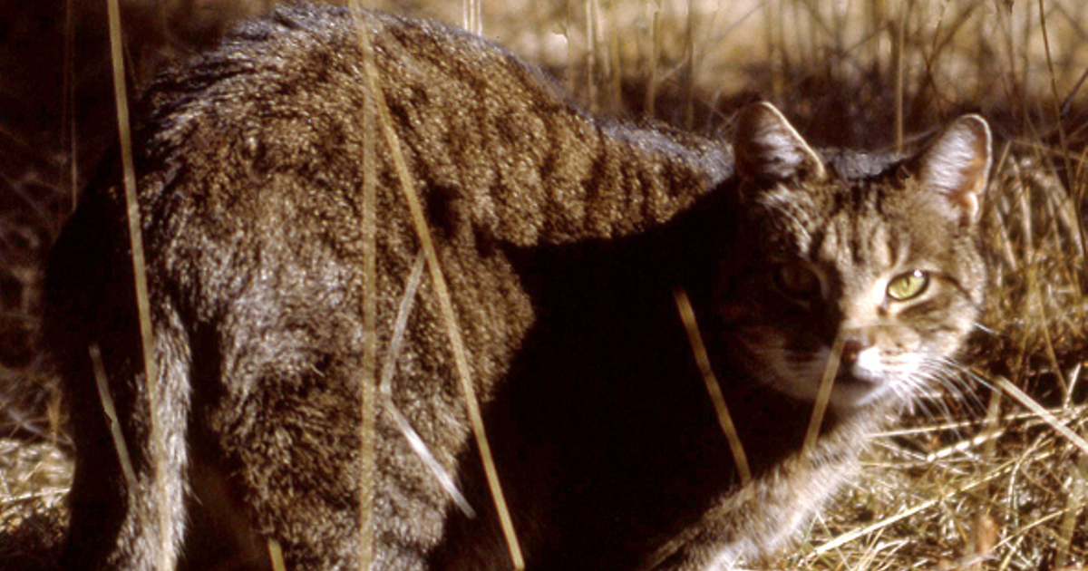 The many problems caused by free roaming and feral cats Natural World