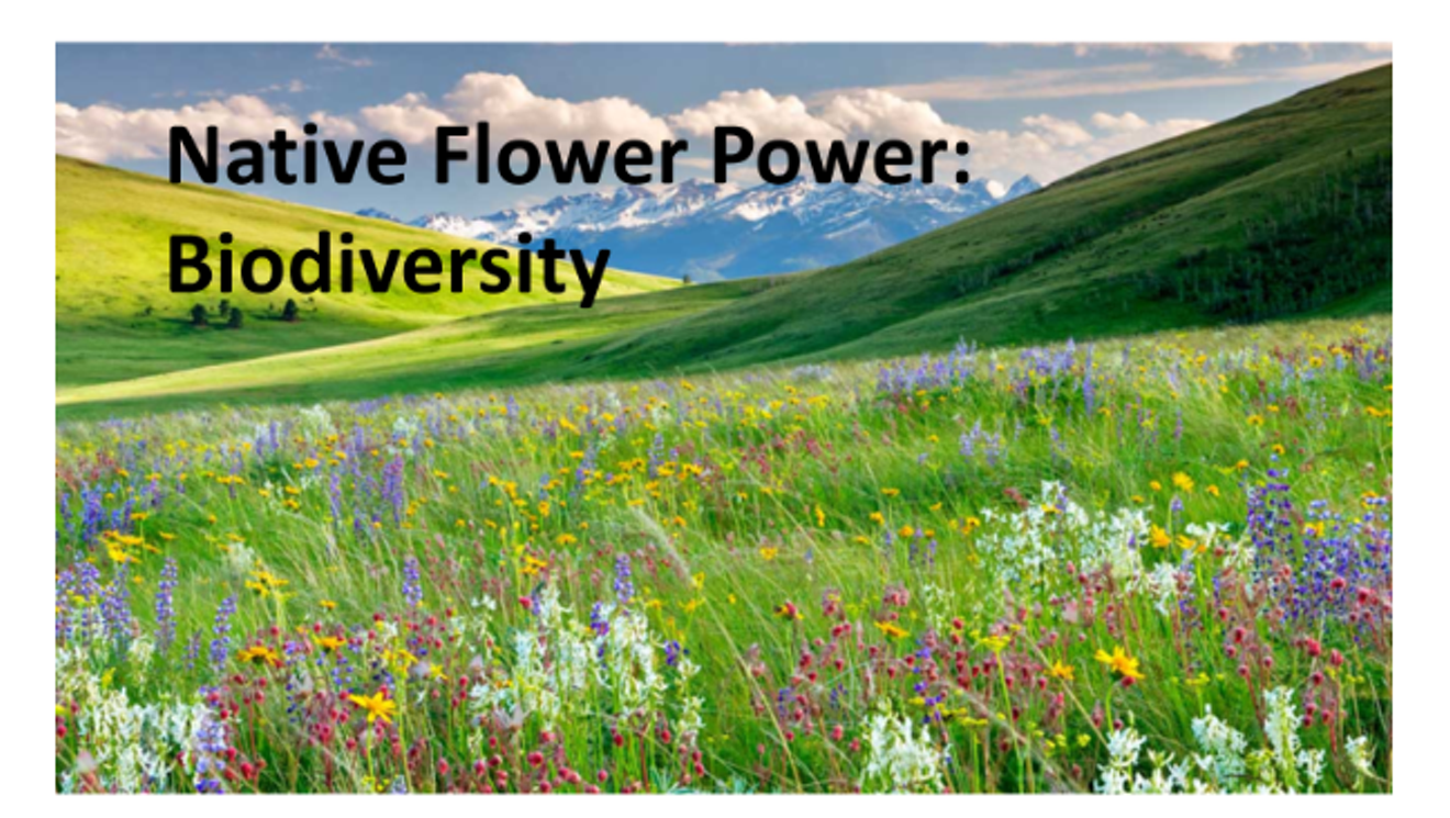Native Flower Power:  Biodiversity