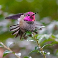 Hummingbirds Ahead!