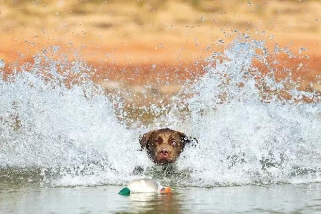 Adventure Dogs!