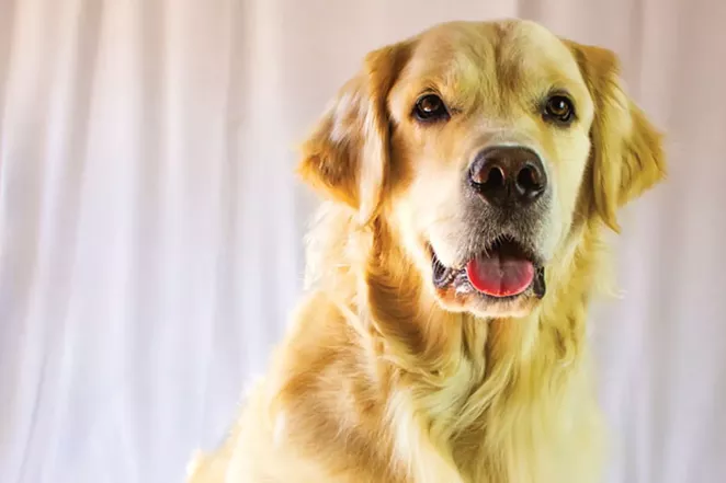 Rapid, the English Cream Golden Retriever - DARRIS HURST