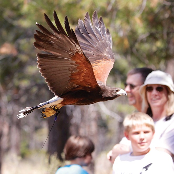 Birds of prey at the High Desert Museum. - SUBMITTED