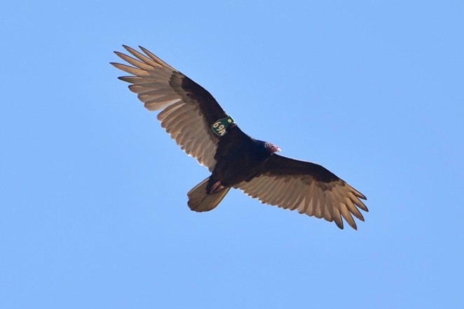 A wing-tagged turkey vulture does its thing&mdash;soaring with the greatest of ease. - KIM KADLECEK