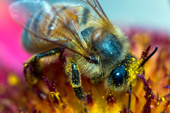A European honeybee covers itself in pollen from a wildflower. - CHRIS MILLER