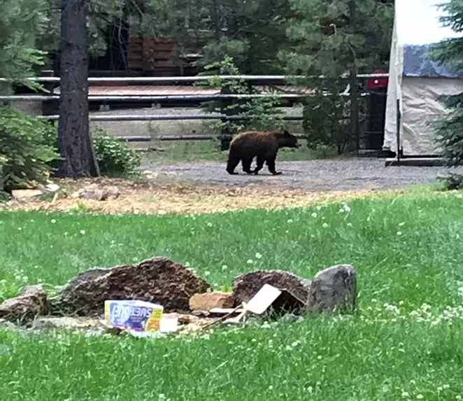 The bear moving through residential areas. - DESCHUTES COUNTY SHERIFF'S OFFICE