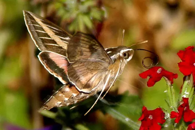 moth that looks like a hummingbird