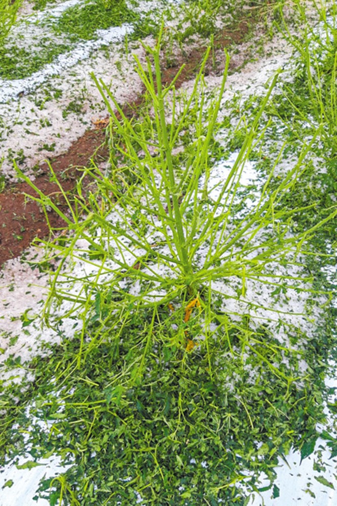 Flower, leaf and stock all suffered damage to the tune of a 30-40% reduction in overall yield for Wild Hemp Co., following an unseasonable August hailstorm. - KALEB KELLEHER