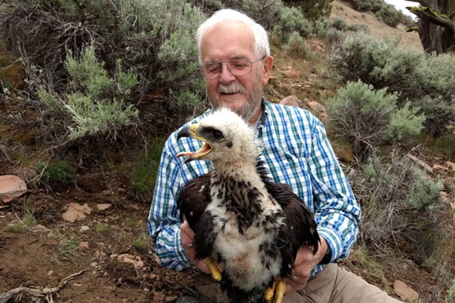Jim Anderson holds a baby golden eagle in the Diablo Mountain Wilderness Study Area. - SUE ANDERSON