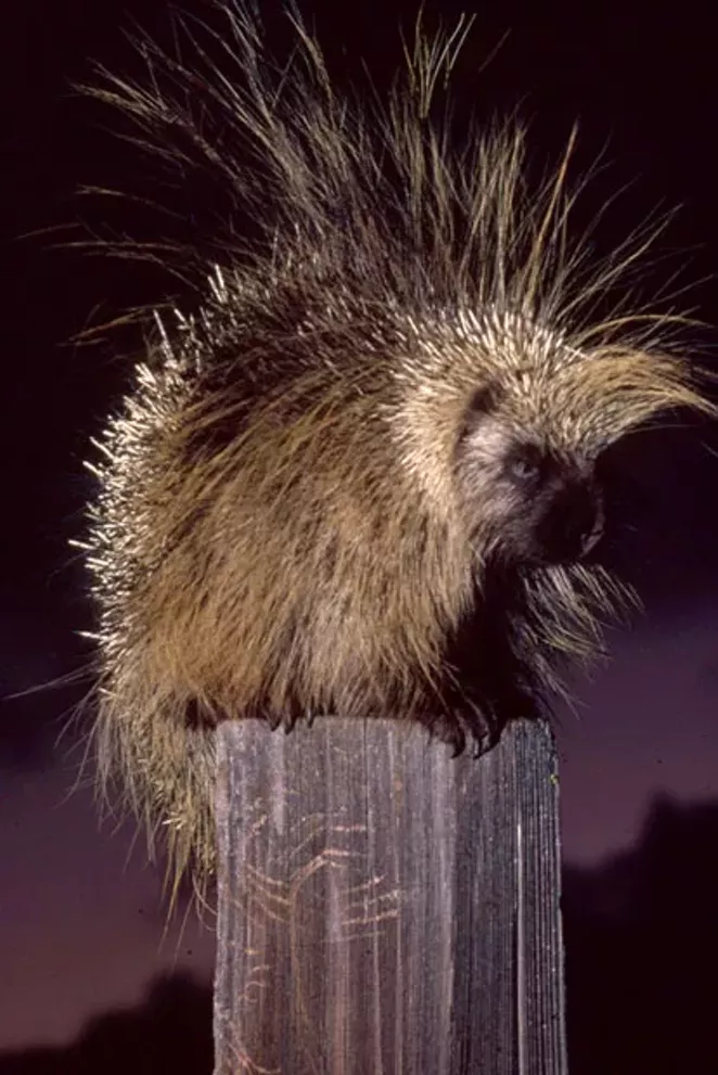 Porcupines have evolved from villians to victors. - JIM ANDERSON