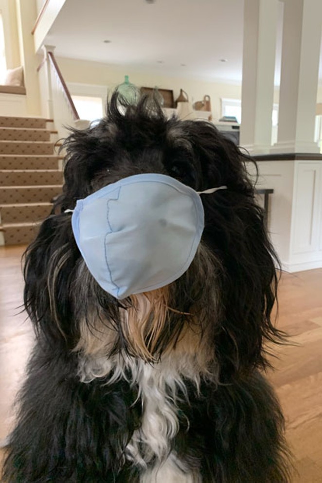 Pablo, Pamela Morgan's pup, has been practicing mask-wearing in anticipation for the McKay &#10;Cottage reopening. - PAMELA MORGAN