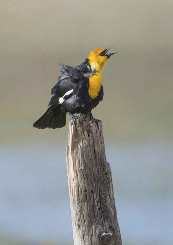 Yellow-headed blackbird. - GREG BURKE