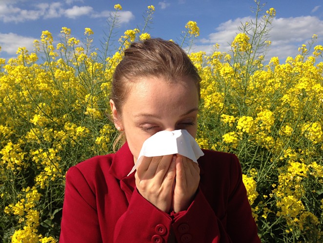 Seasonal allergies are a real pain, but they can be effectively combatted with a little attention to digestive health. - PIXABAY