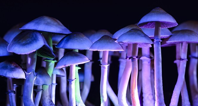 2020's Oregon Psilocybin Therapy Ballot Measure would make it legal for therapists to offer the psilocybin experience in licensed clinics by trained therapists. - PIXABAY