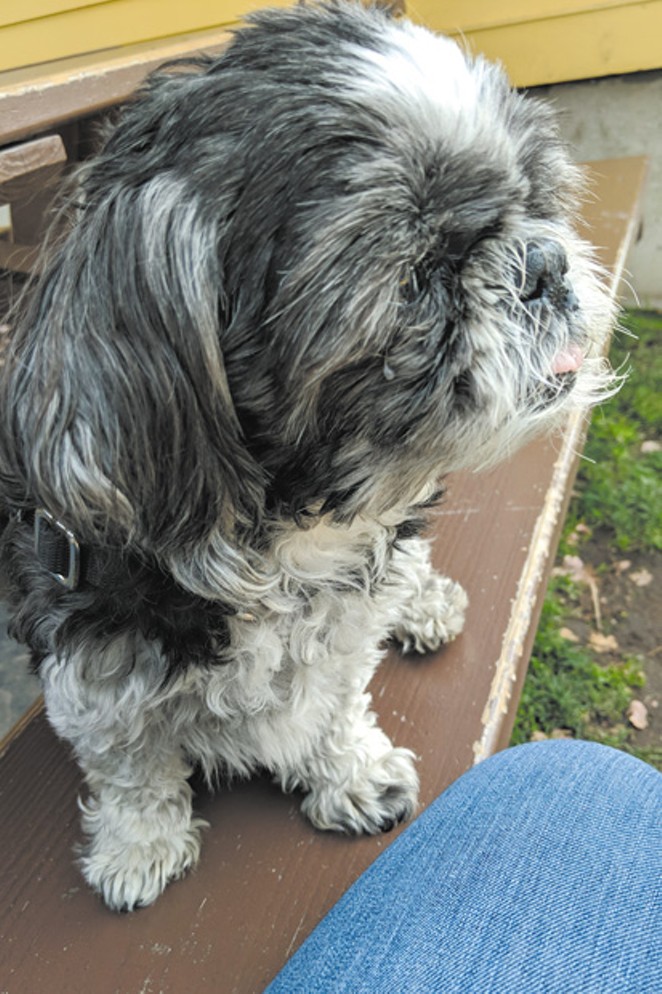 Annie Cole’s Shih Tzu, Apollo, has provided lots of love and companionship throughout the pandemic. - COURTESY ANNIE COLE