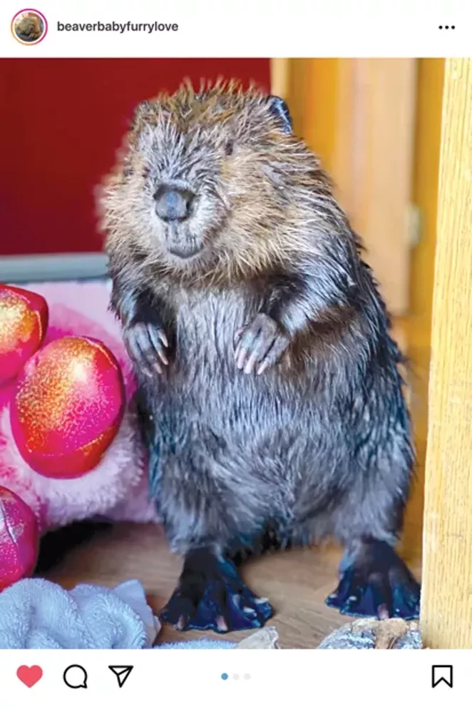 @BEAVERBABYFURRYLOVE / INSTAGRAM