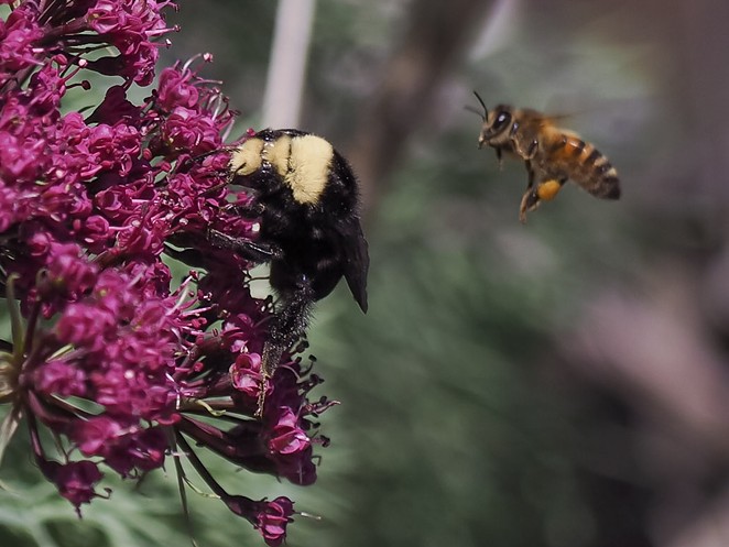 Springtime is crunch time for hungry bumblebees (left) and honeybees. - TRACY AUE