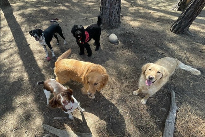 We heart all the dogs! Cheers to @bubblesdogcarebend for this snap of some of Bend's best friends. Tag us @sourceweekly for a chance to be featured here and as the Instagram of the Week in the Cascades Reader. - @BUBBLESDOGCAREBEND / INSTAGRAM