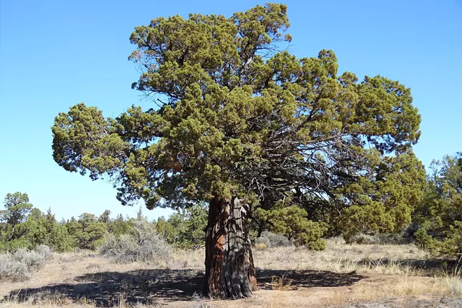 This is an old-growth western Juniper in the Redmond-Bend Juniper State Scenic Corridor along U.S. Route 97 between Bend and Redmond in Central Oregon. - ORYGUN / WIKIMEDIA