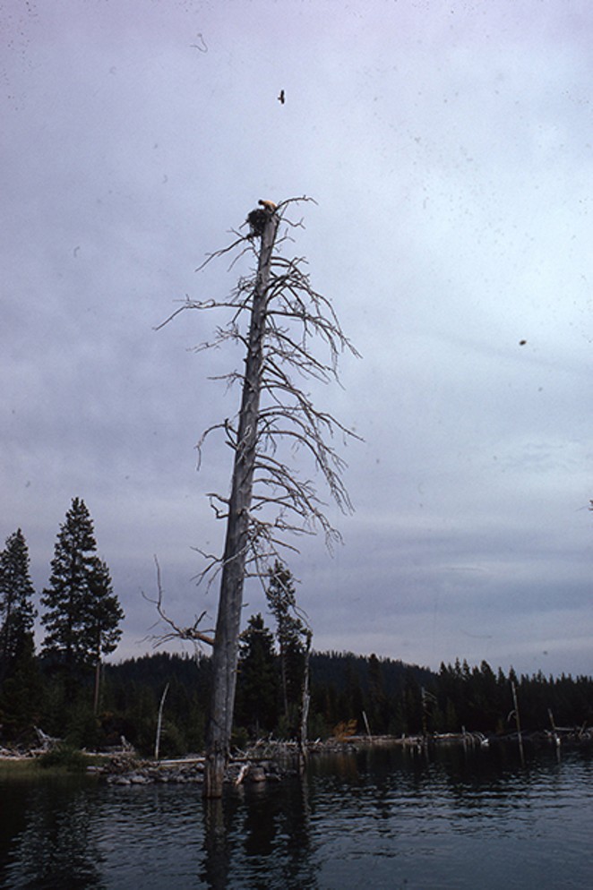 Author banding baby Osprey in the top of a pine snag in Crane Prairie Osprey Management Area in 1972. - PHOTO BY STU GARRETT