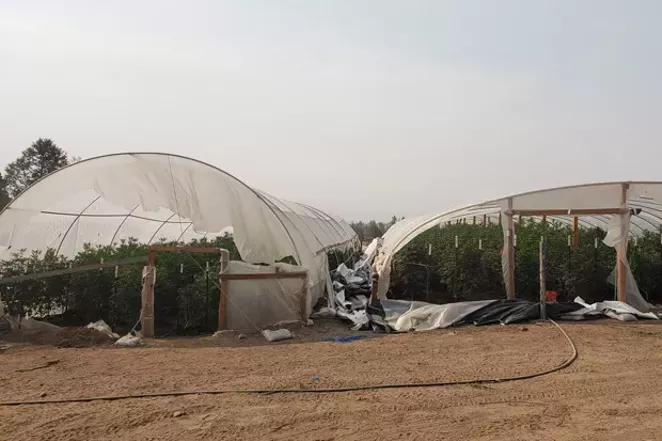 Oregon State Police busted an illegal marijuana grow containing over 85 greenhouses in Klamath County August 3, charging the property owners with Unlawful Use or Appropriation of Ground Water, among other charges. - COURTESY OREGON STATE POLICE