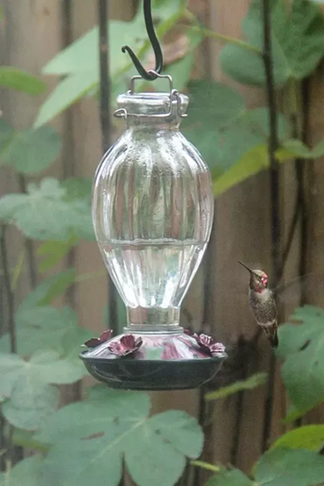 Adult male Anna's hummingbird. - SUE ANDERSON