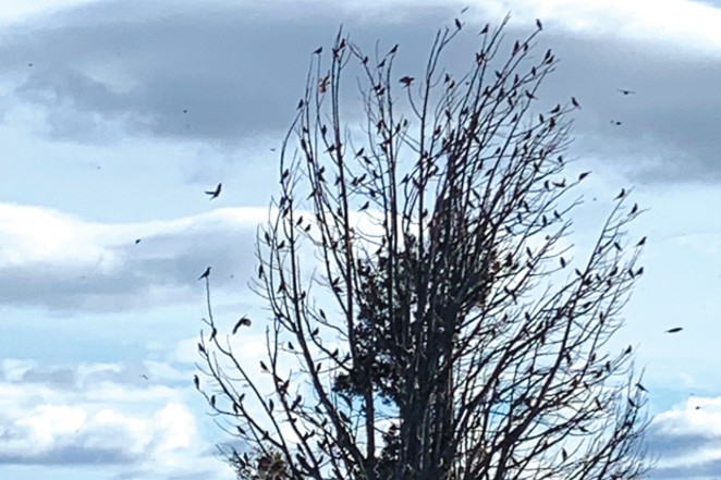 No, this isn't a scene from a Hitchhock movie. It's only a robin-laden tree in Central Oregon. - DEBRA MERSKIN