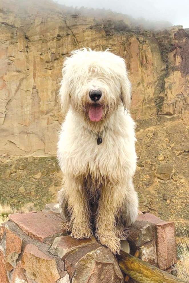 Look at this distinguished gentleman. Look at the way he is sitting. Yes, very distinguished. &#10;@dogguidebend tagged us in this shaggy photo of &#10;@berniethesheepdog posted up on this foggy day at Smith Rock State Park. Share your photos with us and tag us @sourceweekly for a chance to be featured here and as the Instagram of the Week in the Cascades Reader. Winners get a free print from @highdesertframeworks. - @DOGGUIDEBEND/INSTAGRAM