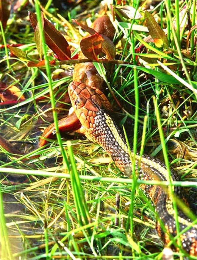 Garter snake swallowing a newt. - AL ST. JOHN