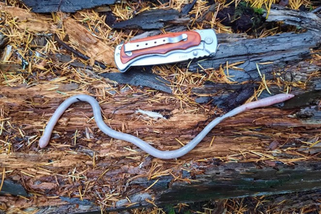 A possible Oregon giant earthworm from the Coast Range foothills. - MARK WIGG