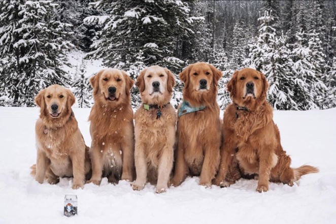 How many good boys do you see? I count two good boys and three grumpy boys. @buoyofbend tagged us in this snowy photo that celebrates National Golden Retriever Day held on Feb. 3. - @BUOYOFBEND