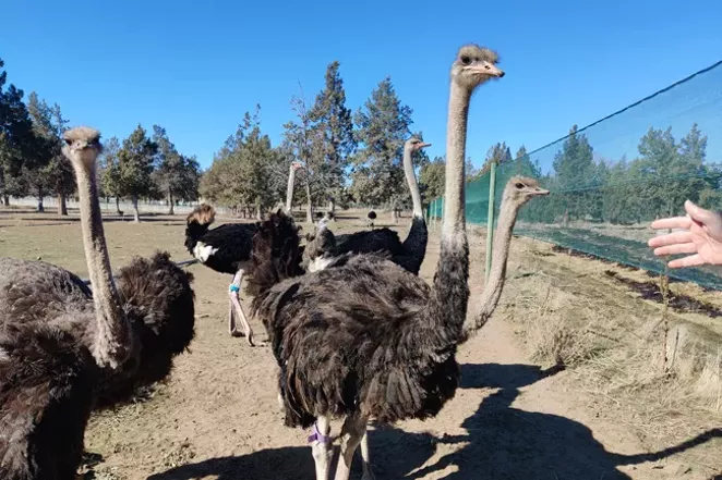 Farming the World's Largest Bird | The Source Weekly - Bend, Oregon Farming the World's Largest Bird | The Source Weekly - Bend, Oregon