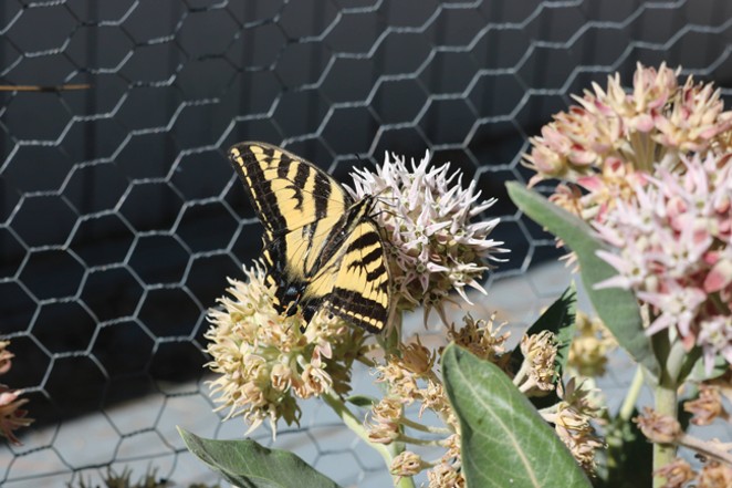 Swallowtail butterflies visit showy milkweed flowers in a Bend backyard garden. - CREDIT DAMIAN FAGAN