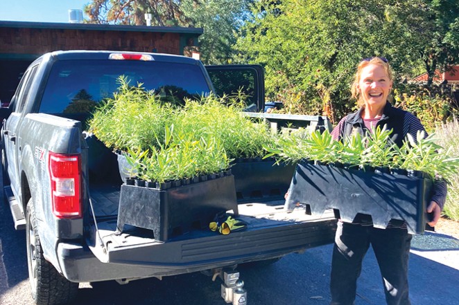 Amanda Egerston loads up a truck with native milkweed plants. Below, Clyde Dildine digs at a volunteer planting party at Camp Polk Meadow Preserve. - COURTESY DESCHUTES LAND TRUST