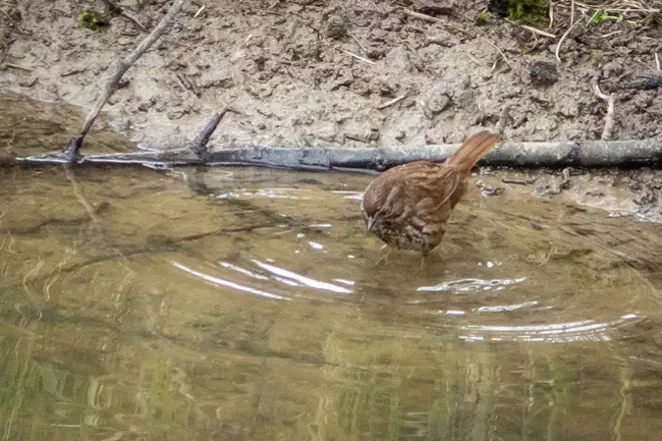 A Northwestern Song Sparrow, Melospiz melodia, searches for aquatic prey. - CREDIT JIM ANDERSON