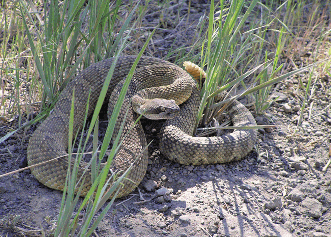 Oregon's native rattlesnake. - JIM ANDERSON