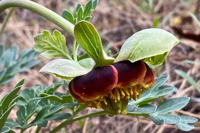 Pictured above is the Browns peony . - JOAN AMERO/DESCHUTES LAND TRUST