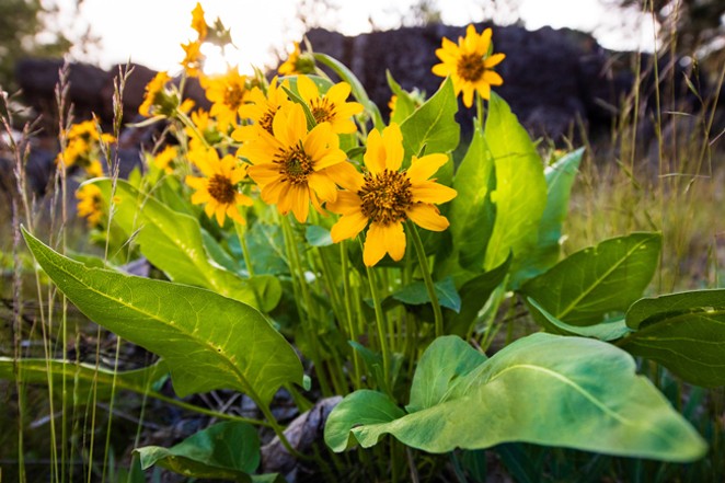 Arrowleaf balsamroot is the OG Central Oregon wildflower that offers a bevy of medicinal and edible benefits. - TYLER ROEMER