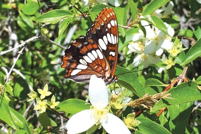 Lorquin's admiral butterfly lands on mock orange at Whychus Canyon Preserve. - COURTESY DESCHUTES LAND TRUST