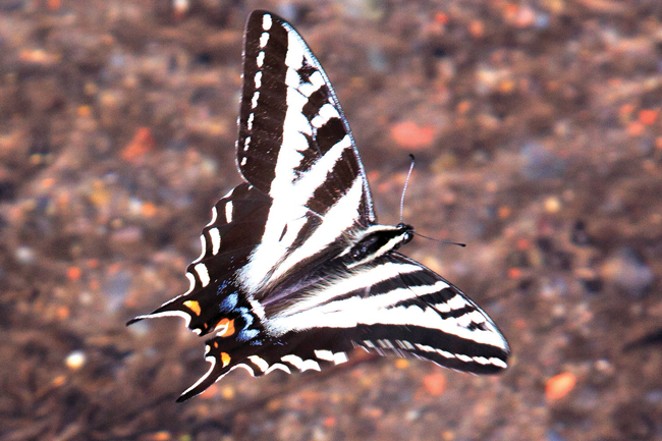 Pale tiger swallowtail butterfly in flight. - COURTESY DESCHUTES LAND TRUST